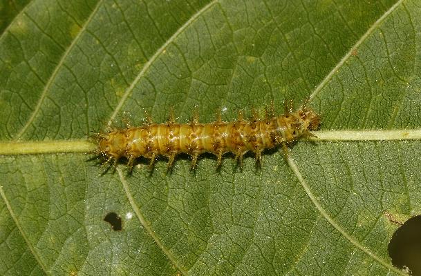 Acraea eugenia caterpillar (last instar)